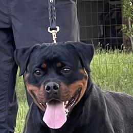 Kalani - Rottweiler