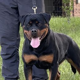 Kalani - Rottweiler