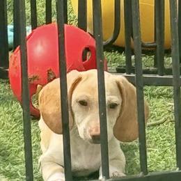 RIFLE cream smooth - Cream male Dachshund puppy in Polo, Missouri from Blue Tails Farm