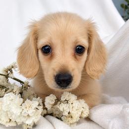 Dude - Cream male Dachshund puppy in Sebring, Florida from Mini Weenies