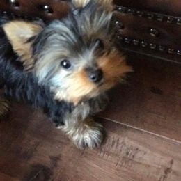 Morkie and Yorkshire Terrier Puppies from Jewels Yorkshire’s