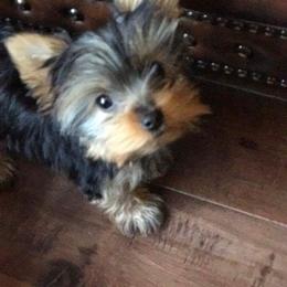 Morkie and Yorkshire Terrier Puppies from Jewels Yorkshire’s