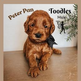 Toodles - Red  male Goldendoodle puppy in Hilton, New York from The House of Goldendoodle