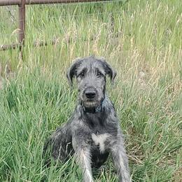 Boy 1 - male Irish Wolfhound puppy in Herriman, Utah from Hidden Hollow Wolfhounds