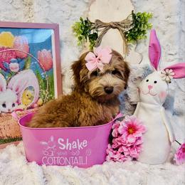 Mira - Red female Maltipoo puppy in West Jordan, Utah from Mid Sized Maltipoos and More LLC