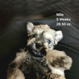Milo - White male Schnoodle puppy in Tucson, Arizona from Smart Schnauzers & Schnoodles