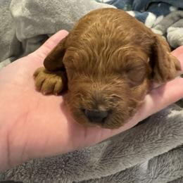 Girl 2 - Red  female Goldendoodle puppy in Richmond, Texas from Harper’s Heartbeats
