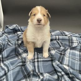 Lord - Sable merle and white male Collie puppy in Bamberg, South Carolina from Shakhor Ohr Collies and Pomeranians