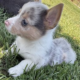Bluie blue merle boy - Blue merle and white male American Corgi puppy in Scottown, Ohio from Wyndy Ridge Corgis