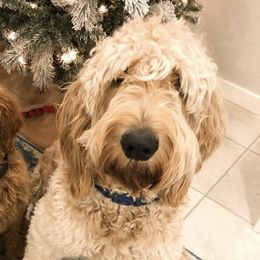 Goldendoodles from Honeydoodle AZ