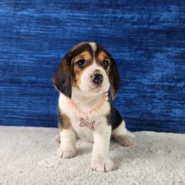 River - Black tan and white female Beagle puppy in Pottersville, Missouri from Lovan's Spring Creek Kennel
