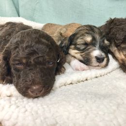 Bernedoodle Puppies from Cry Woof LLC