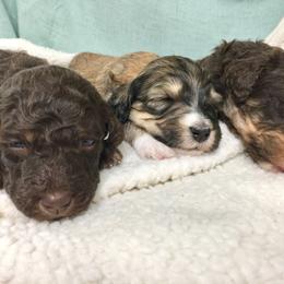 Bernedoodle Puppies from Cry Woof LLC