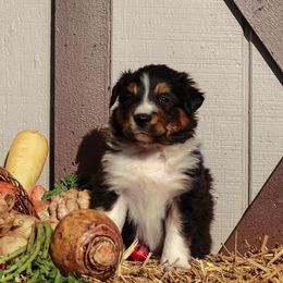 Border Collie Puppies from Gulan Farm Border Collies