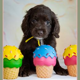 Sydney - Brown female Cockapoo puppy in Connersville, Indiana from Deaz Doodle Ranch