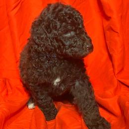 Ser Duncan - Brown male Poodle puppy in Atlanta, Georgia from Syren House Doodles & Poodles
