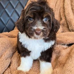 Nile - Brown and white male Aussiedoodle puppy in Cleveland, Georgia from Jam's Doodles And Poodles