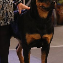 Rottweilers from Spirit Mountain Rottweilers