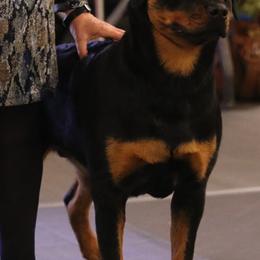 Rottweilers from Spirit Mountain Rottweilers