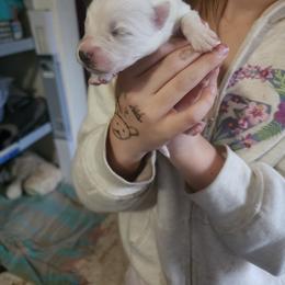 Rose - White female American Eskimo Dog puppy in Grants Pass, Oregon from SnH Eskies