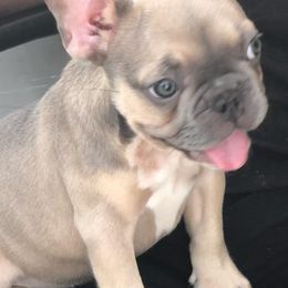 French Bulldogs from Glitz