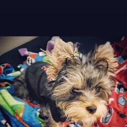 Biewer Terrier and Yorkshire Terrier Puppies from Treasures of Neptune Cove
