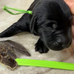 Chief - Black male Labrador Retriever puppy in Grants Pass, Oregon from KnR Antler Dogs ~ Labrador Retrievers & Corgis