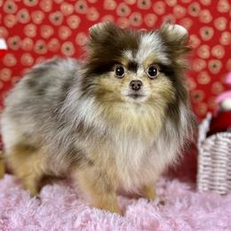 Pomeranians from Ray of Poms