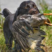 Boykin Spaniels from MaryAlice's Boykin Spaniels