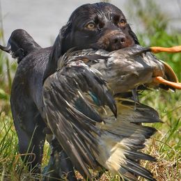 Boykin Spaniels from MaryAlice's Boykin Spaniels