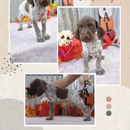 Boy 4 - Liver roan male German Shorthaired Pointer puppy in Laporte, Minnesota from Northern Odyssey Gun Dogs