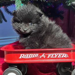 Sammy - Black male Pomeranian puppy in Sulphur Springs, Texas from Johnny's Pets