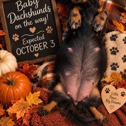 Dachshund puppies from Furever Doxie Paws