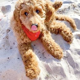 Goldendoodle Puppies from Hobble Creek Farms