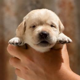 Red Collar - Yellow female Labrador Retriever puppy in Madison, Wisconsin from Meritrust Labradors