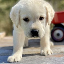 Labrador Retriever Puppies from Paws Farm