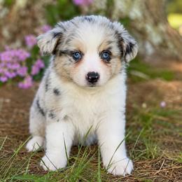 Liberty - Blue merle female Miniature American Shepherd puppy in Leitchfield, Kentucky from Legendmaker MAS