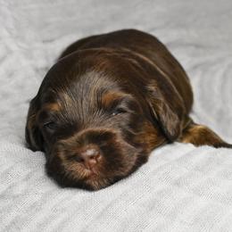 Australian Labradoodle Puppies from Frosty Hill Australian Labradoodles