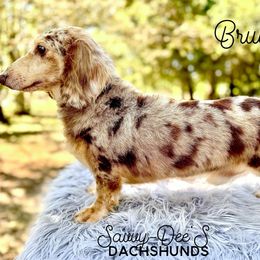 Brulee - Dachshund