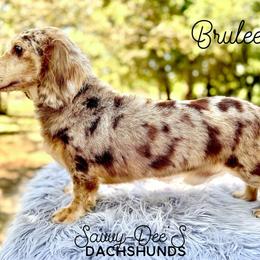 Brulee - Dachshund