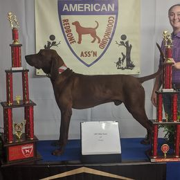 Copper - Redbone Coonhound