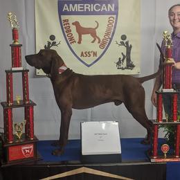 Copper - Redbone Coonhound