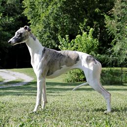 Cloudy - Whippet