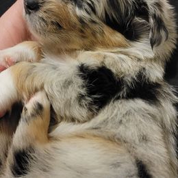 Australian Shepherd Puppies from Summit Australian Shepherds