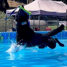 Ansell - German Shepherd