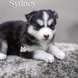 Sydney - Black and white female Pomsky puppy in San Mateo, California from The Pomsky Garden
