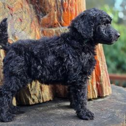 Monster - Black female Poodle puppy in Springfield, Oregon from Valaurah Farms