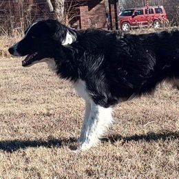 Solo - Border Collie