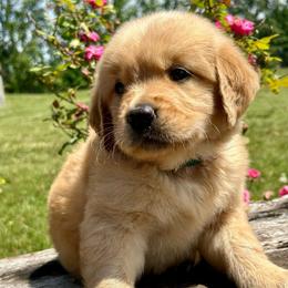 Bentley - Dark golden male Golden Retriever puppy in Doniphan, Missouri from Stockford’s Golden Retrievers