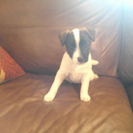 Parson Russell Terrier and Rhodesian Ridgeback Puppies from River Run Parson Russell terriers & River Run Ridgebacks